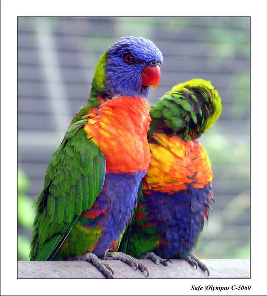 2005 - 06 - Jurong Birdpark 15.JPG